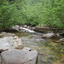 九頭竜川水系でイワナ釣り